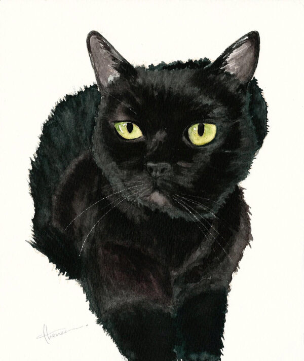 animale domestico - gattino piccolo di colore nero con gli occhi verdi