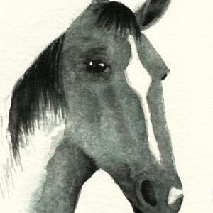 dipinto acquerello - cavallo - grigio -figura equestre