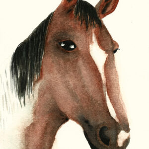 dipinto acquerello - immagine equestre _ cavallo bruno e occhi neri
