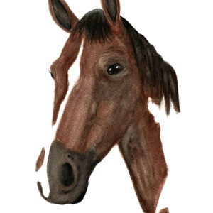 dipinto acquerello - cavallo grande - bruno e bianco - occhi neri
