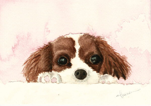 dipinto acquerello - cane - Spaniel - cucciolo - colore caramello e bianco - occhi neri