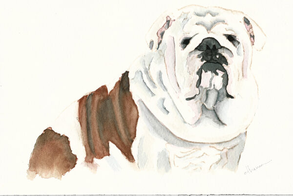 dipinto acquerello - cane - bulldog bianco e marrone