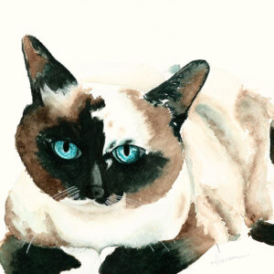 dipinto acquerello - gatto - Siamese - caramel white & black