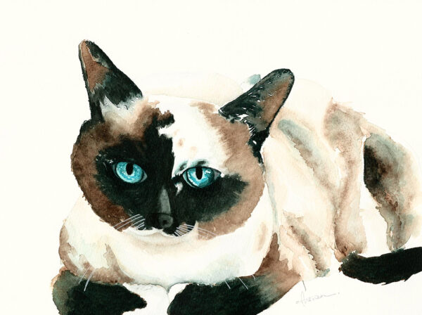 dipinto acquerello - gatto - Siamese - caramel white & black