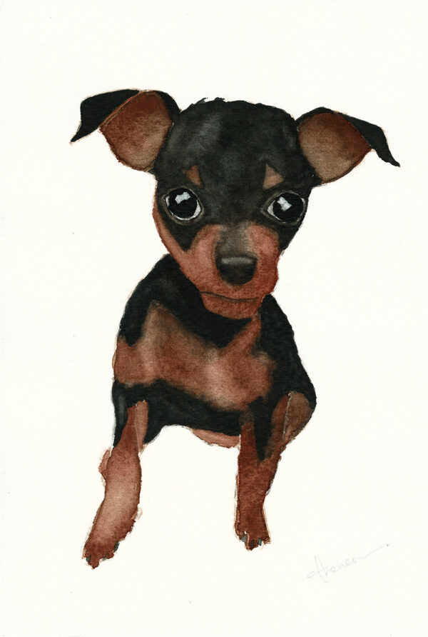 dipinto acquerello - cane - Pincher - colore caramello e nero - occhi neri