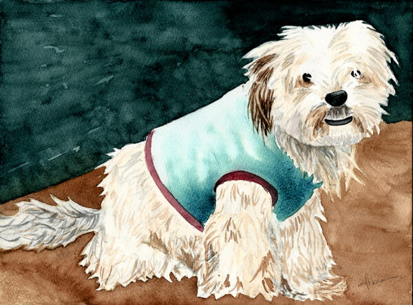 dipinto acquerello - cane - bianco - occhi neri