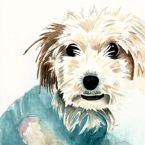 dipinto acquerello - cane - morkie - bianco - occhi neri - maglietta blu