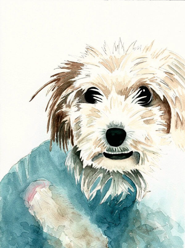 dipinto acquerello - cane - morkie - bianco - occhi neri - maglietta blu